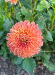 Plant name: Dahlia Dahlia  (files/Image_File/IMG_8309 (1).jpg)